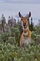 049 Grand Teton NP, Pronghorn